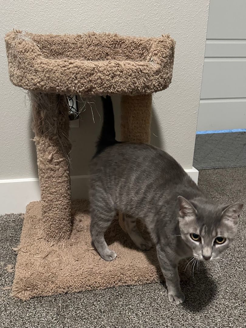 Samantha, a Adoptable Domestic Short Hair in Lubbock, TX image 1/3