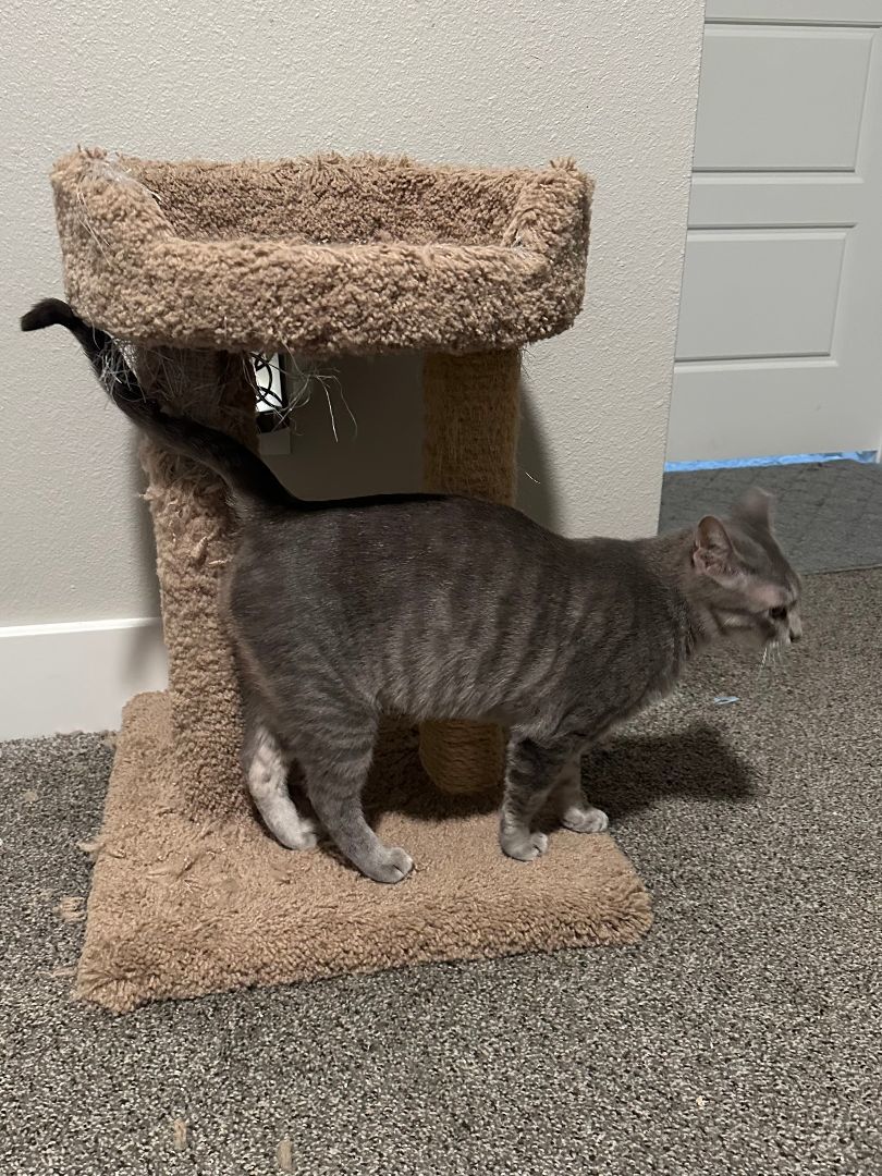 Samantha, a Adoptable Domestic Short Hair in Lubbock, TX image 2/3