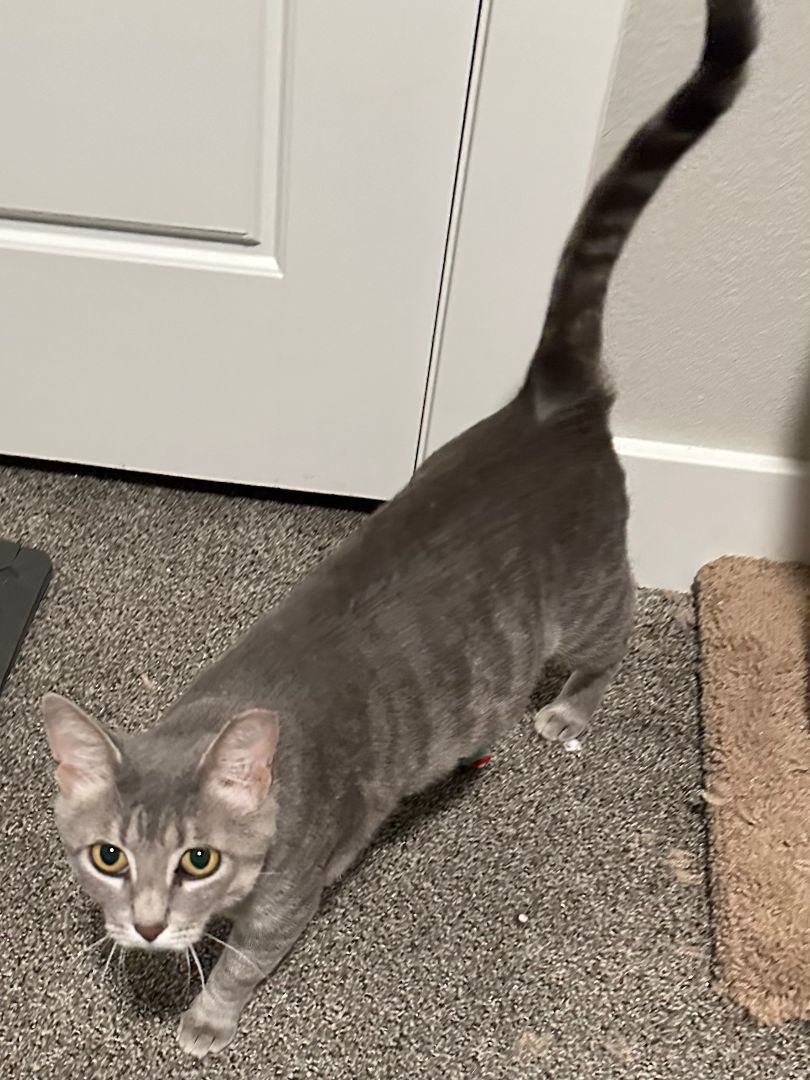 Samantha, a Adoptable Domestic Short Hair in Lubbock, TX image 3/3