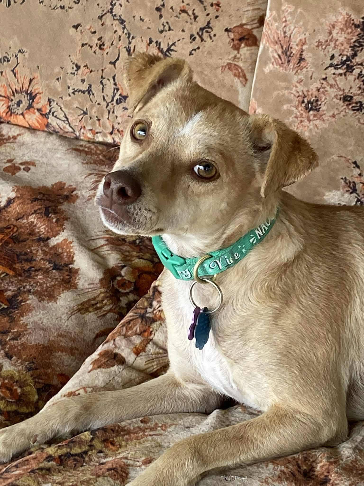 Enlarge Dobbie, a Adoptable Chihuahua in New London, WI image 1/3