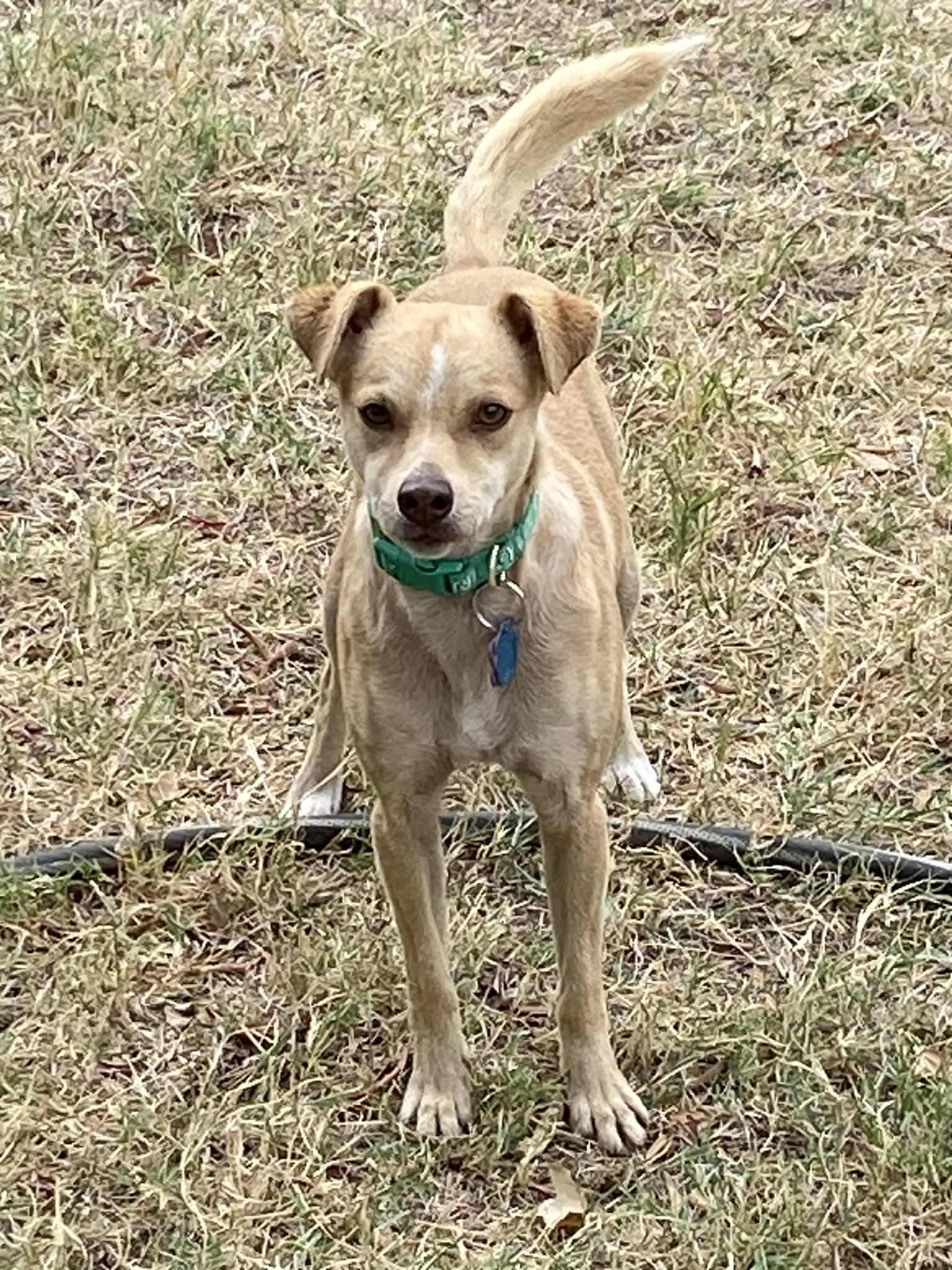 Enlarge Dobbie, a Adoptable Chihuahua in New London, WI image 2/3