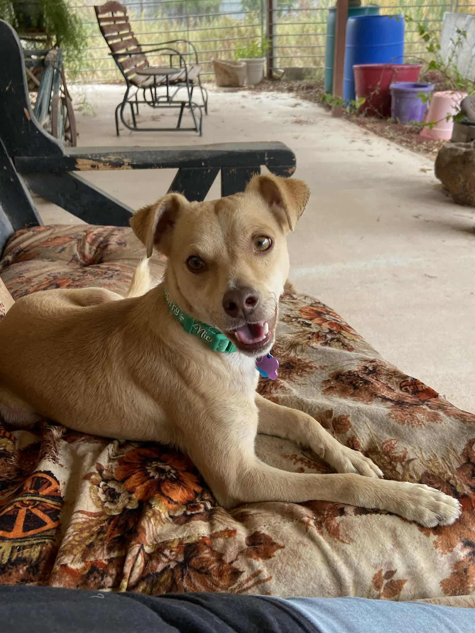 Enlarge Dobbie, a Adoptable Chihuahua in New London, WI image 3/3