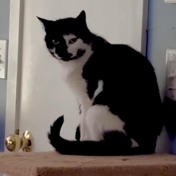 Mystique, a Adoptable American Shorthair in Danbury, CT image 1/3