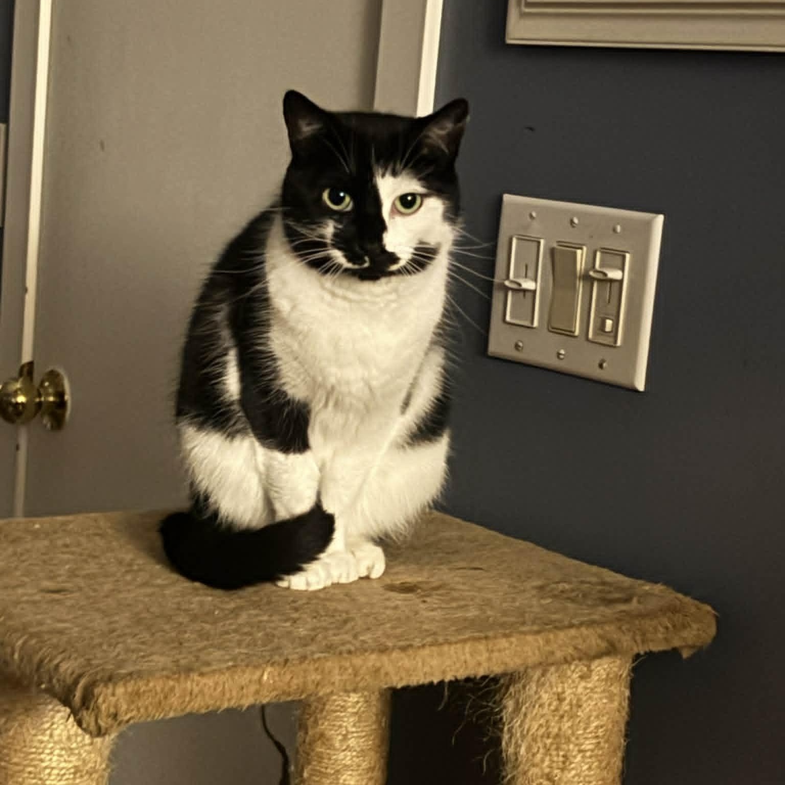 Enlarge Mystique--No Adoption Fee!, a Adoptable American Shorthair in Danbury, CT image 5/6