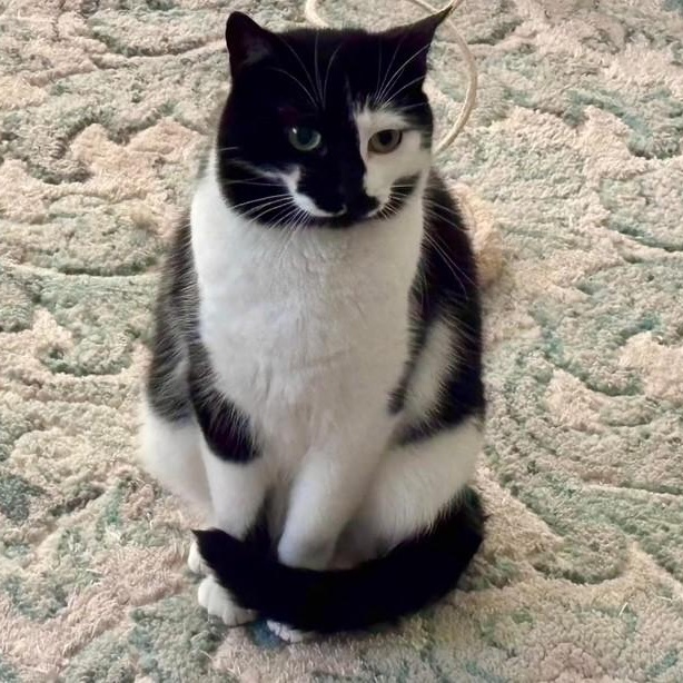 Mystique, a Adoptable American Shorthair in Danbury, CT image 2/3