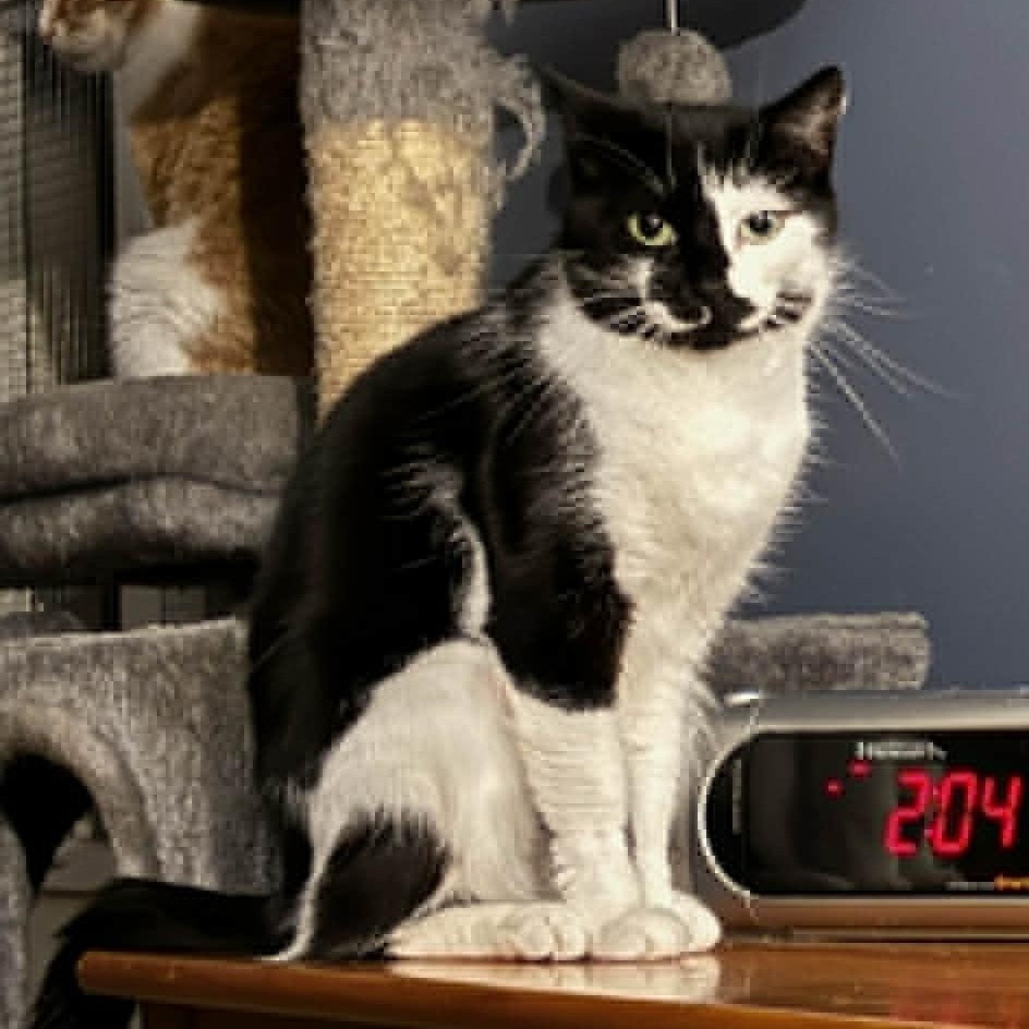 Enlarge Mystique--No Adoption Fee!, a Adoptable American Shorthair in Danbury, CT image 1/6