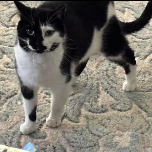 Mystique, a Adoptable American Shorthair in Danbury, CT image 3/3