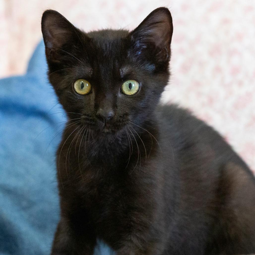 Pudding, Adoptable, Kitten Male Domestic Short Hair.