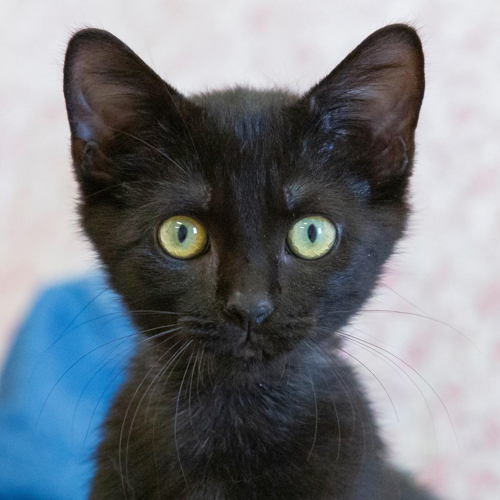 Enlarge Pudding, a Adoptable Domestic Short Hair in Cartersville, GA image 2/4