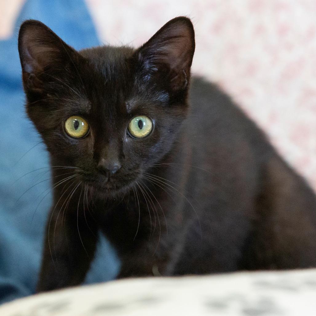 Enlarge Pudding, a Adoptable Domestic Short Hair in Cartersville, GA image 3/4