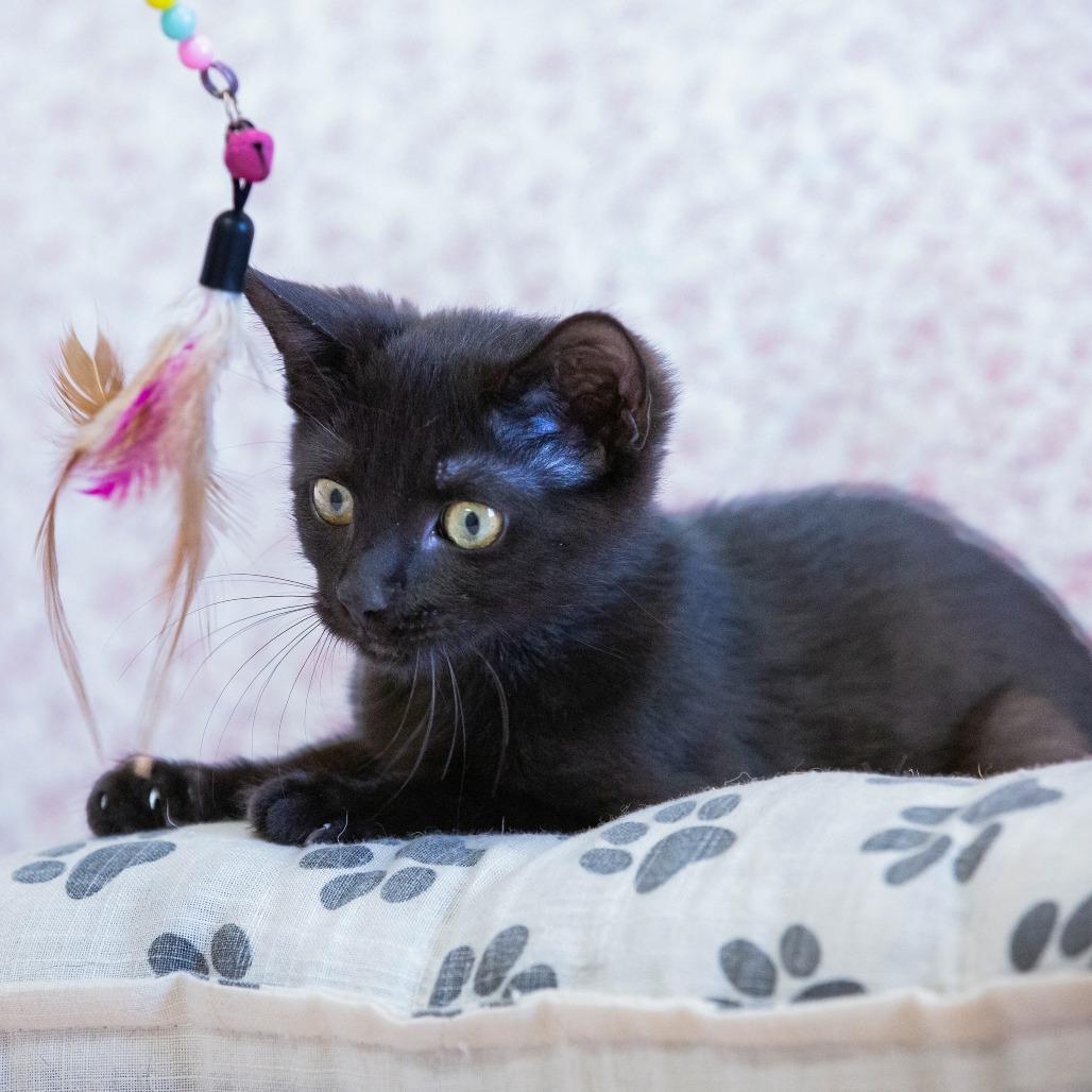 Enlarge Pudding, a Adoptable Domestic Short Hair in Cartersville, GA image 4/4