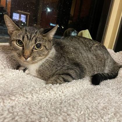 Enlarge Abby, a Adoptable Domestic Short Hair in Rochester, MN image 2/2