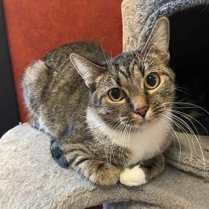 Abby, Adoptable, Adult Female Domestic Short Hair.