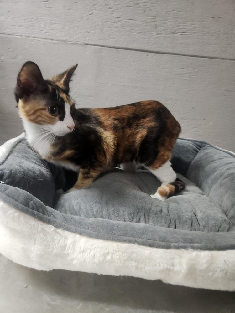 Enlarge KYRA, a Adoptable mixed breed in Lexington, TN image 1/1