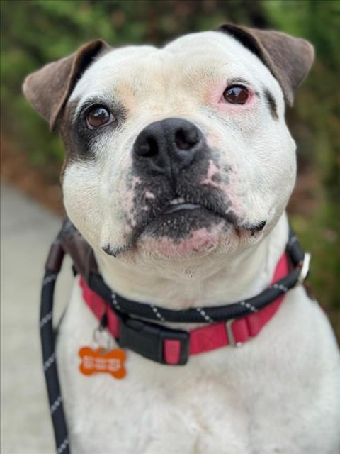 SHI-LOH, Adoptable, Adult Male Pit Bull Terrier.