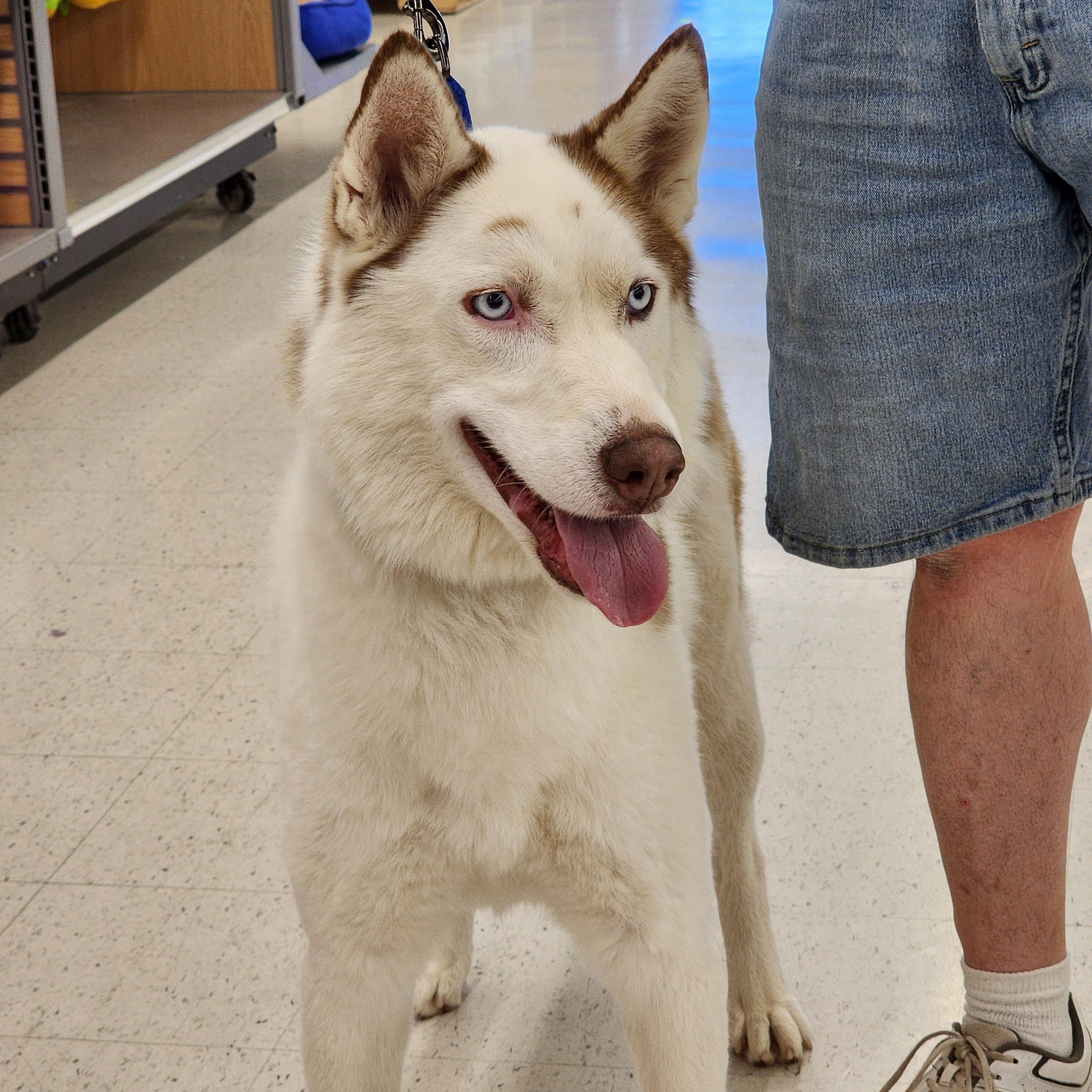 Enlarge Bryce, a Adopted Siberian Husky in Seattle, WA image 1/6
