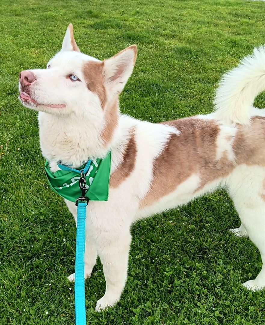 Enlarge Bryce, a Adopted Siberian Husky in Seattle, WA image 5/6