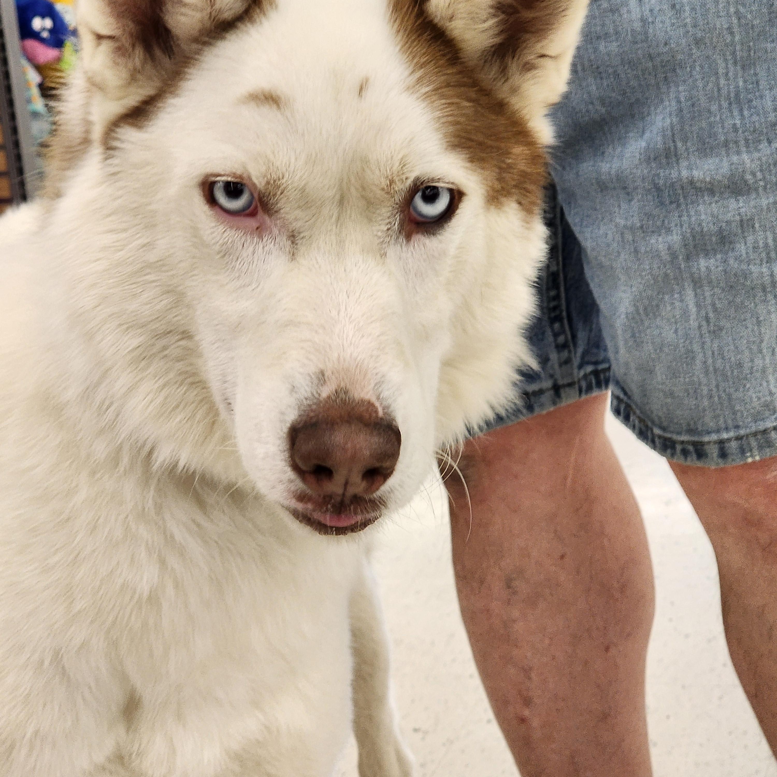 Enlarge Bryce, a Adopted Siberian Husky in Seattle, WA image 2/6