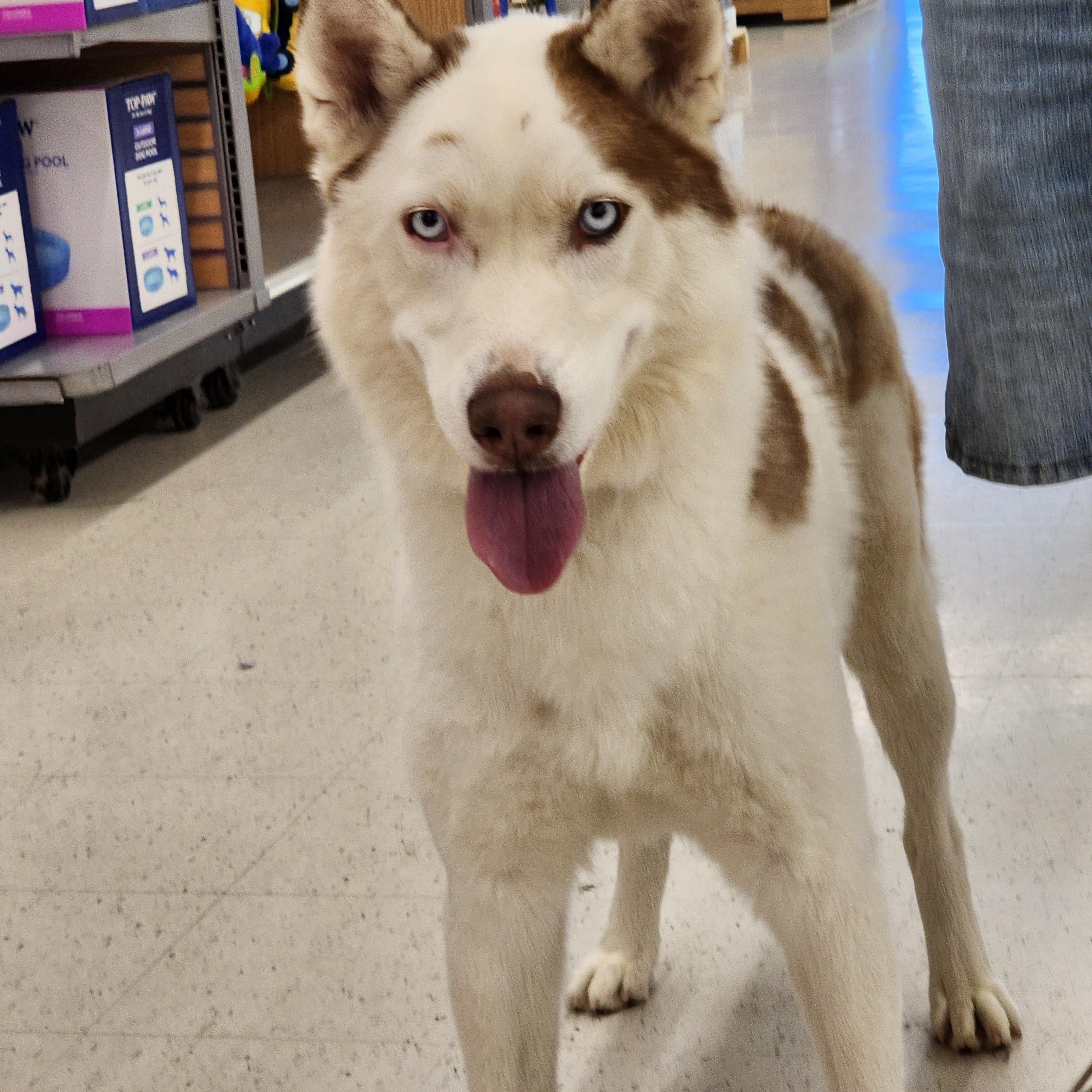 Bryce, Adopted, Adult Male Siberian Husky.