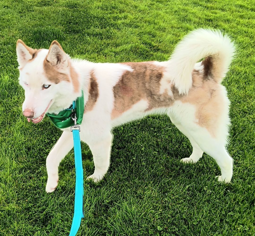 Enlarge Bryce, a Adopted Siberian Husky in Seattle, WA image 6/6