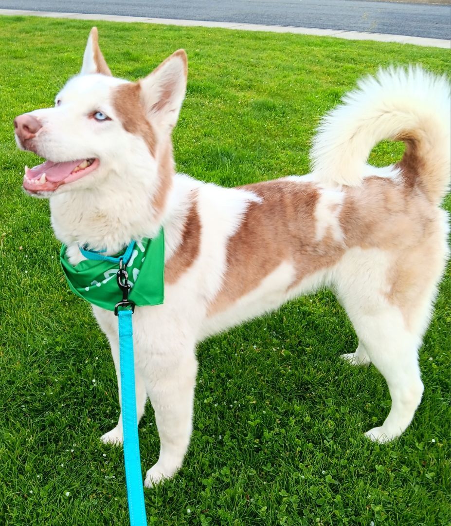Enlarge Bryce, a Adopted Siberian Husky in Seattle, WA image 4/6