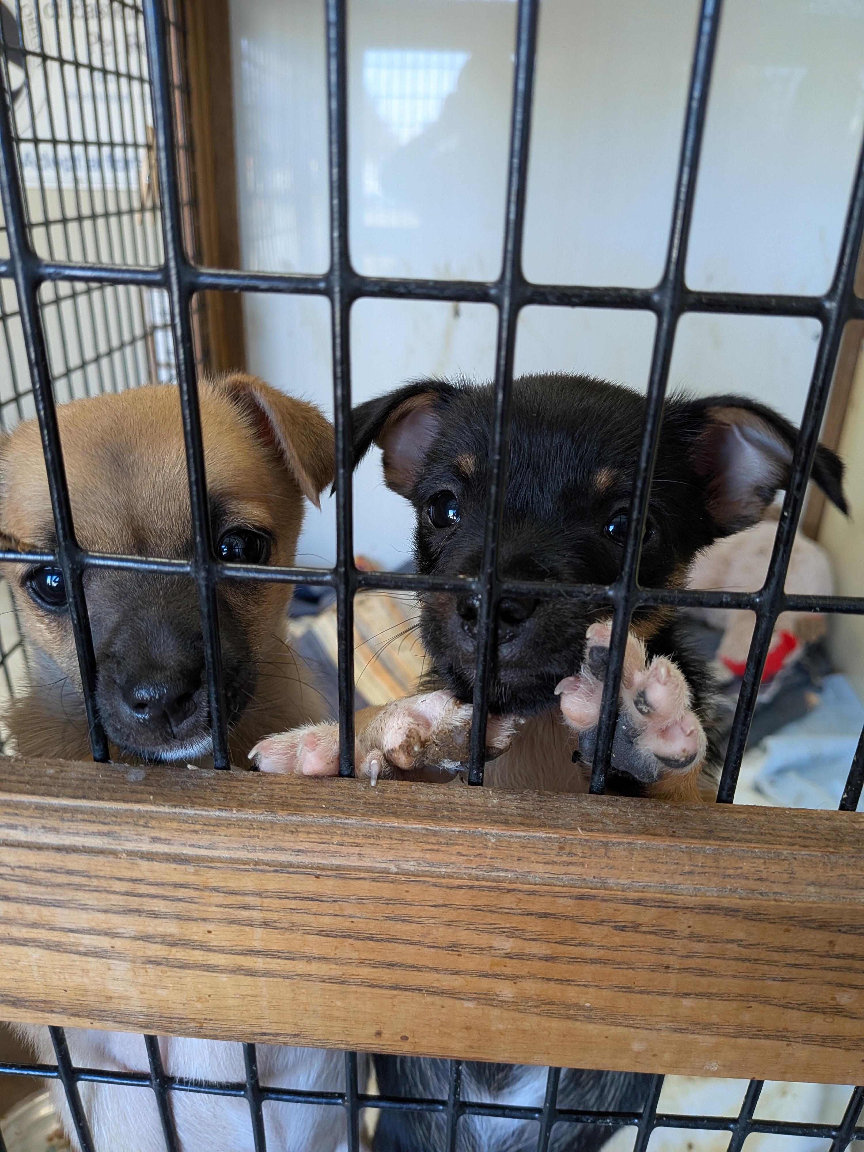 Chihuahua puppies, Adoptable, Puppy Male Chihuahua.