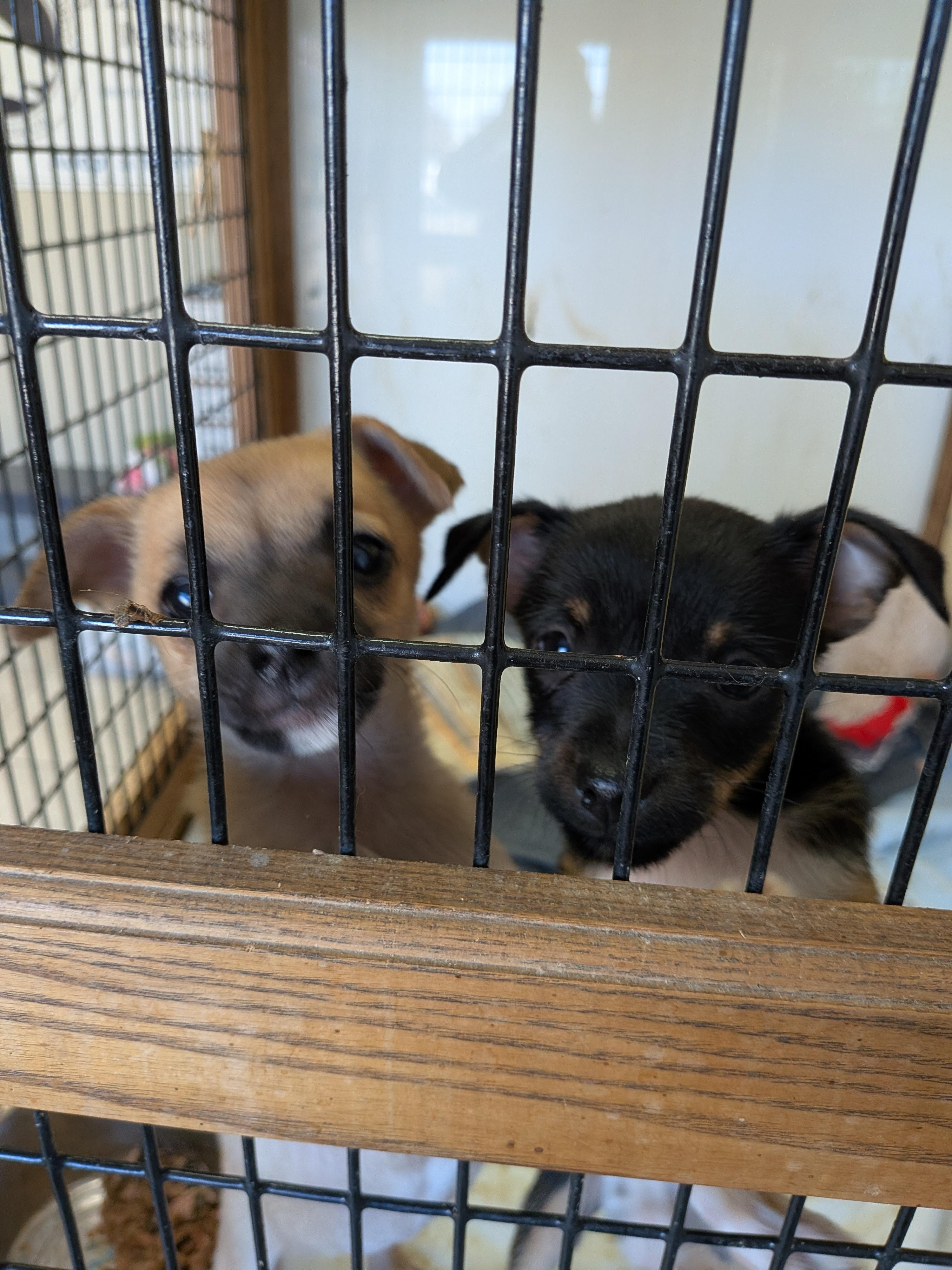 Enlarge Chihuahua puppies, a Adoptable mixed breed in Hermiston, OR image 3/3