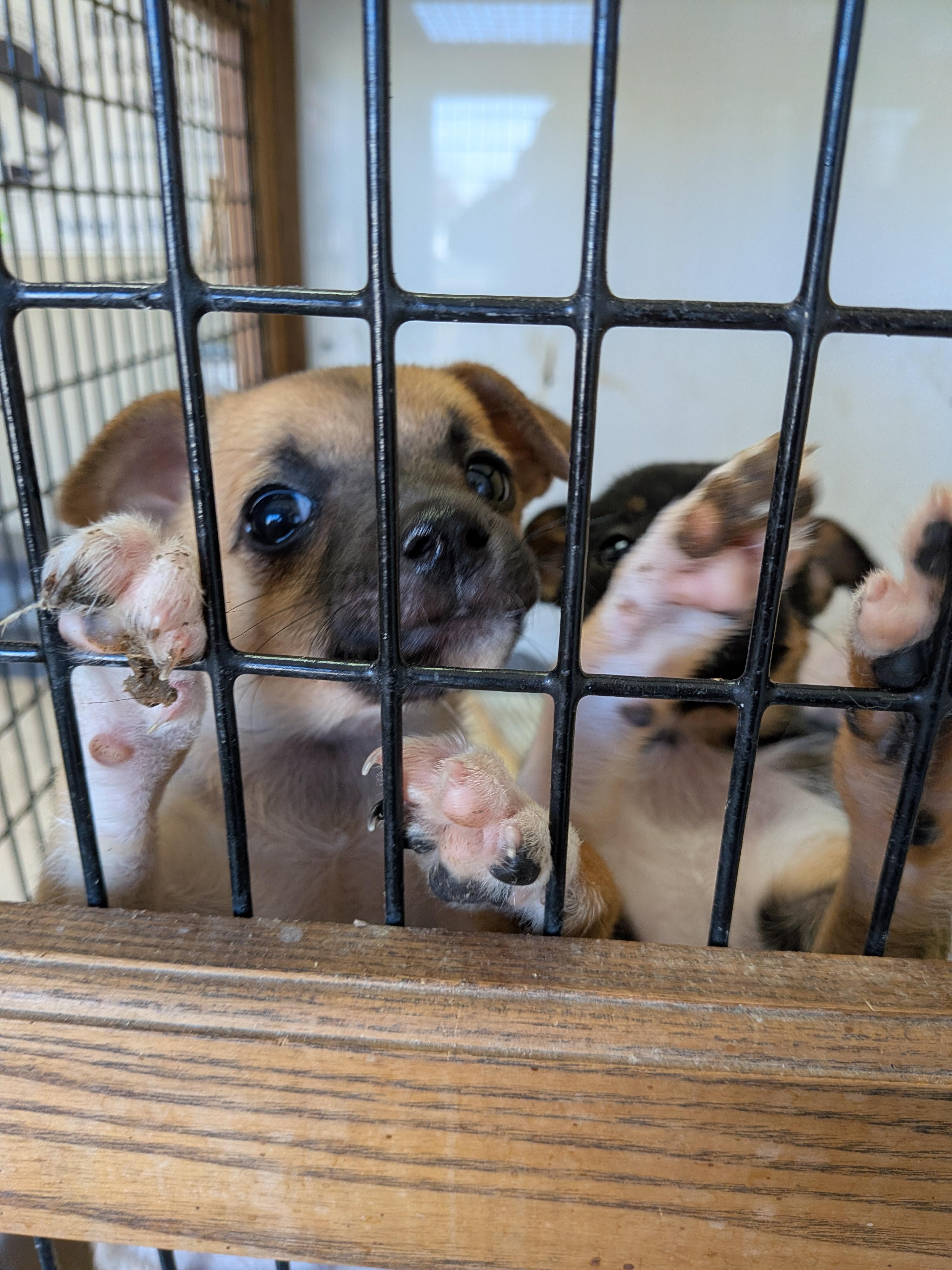 Enlarge Chihuahua puppies, a Adoptable mixed breed in Hermiston, OR image 2/3