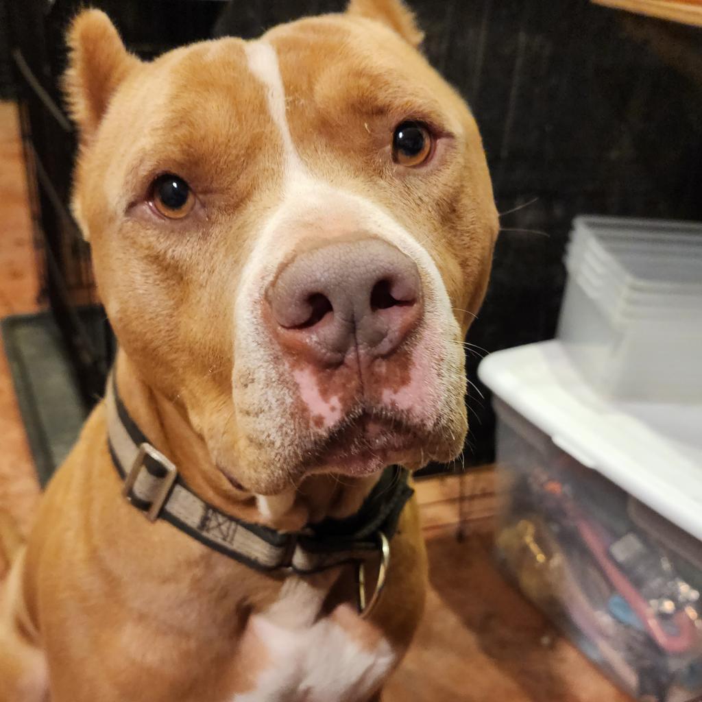 Marley (Tigger), Adoptable, Adult Male Mixed Breed.