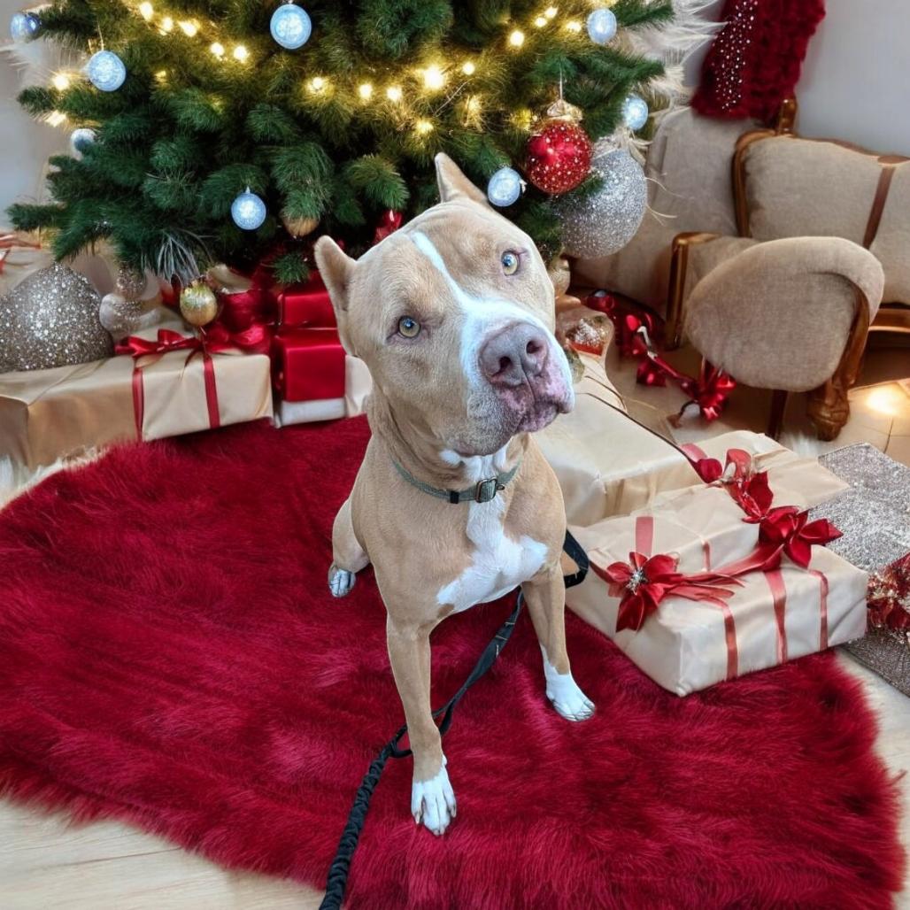 Marley (Tigger), a Adoptable Mixed Breed in Glenfield, NY image 2/4