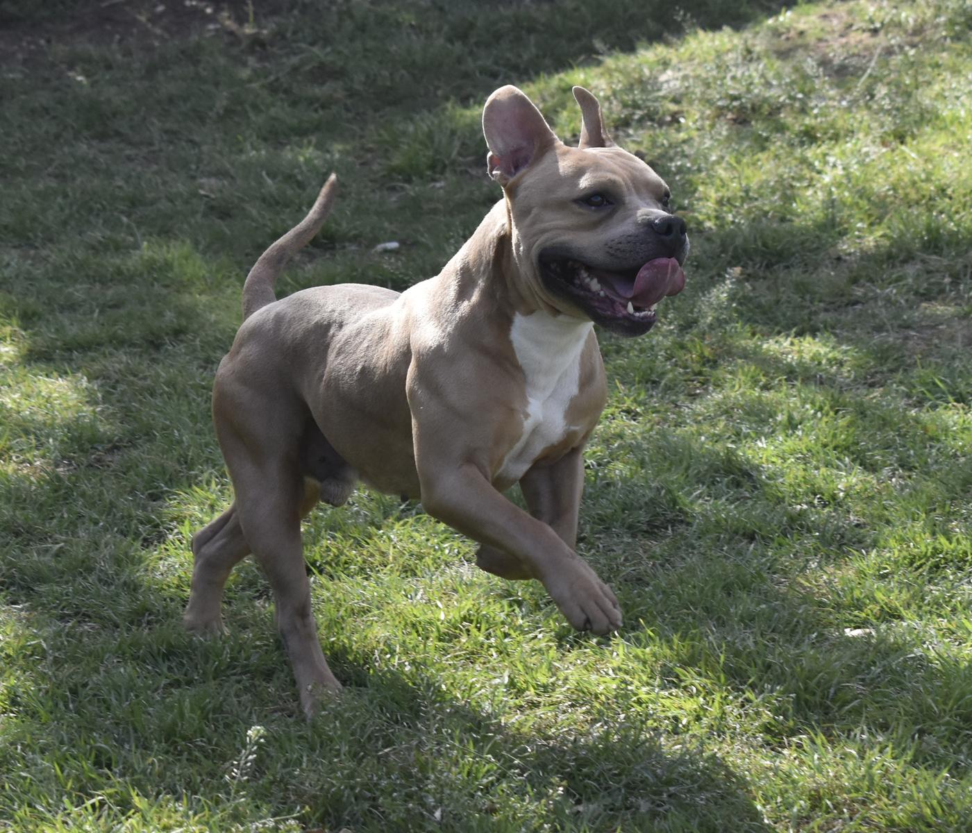 Enlarge Scooby--urgent, an adopted American Bully in Georgetown, TX image 5/5