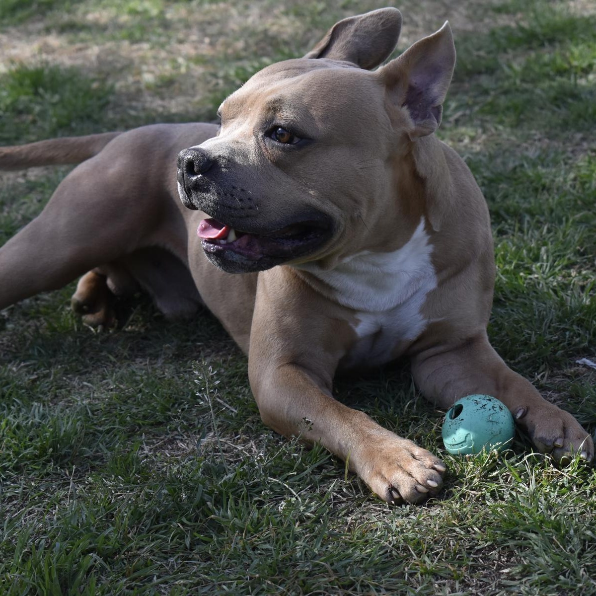 Enlarge Scooby--urgent, an adopted American Bully in Georgetown, TX image 4/5