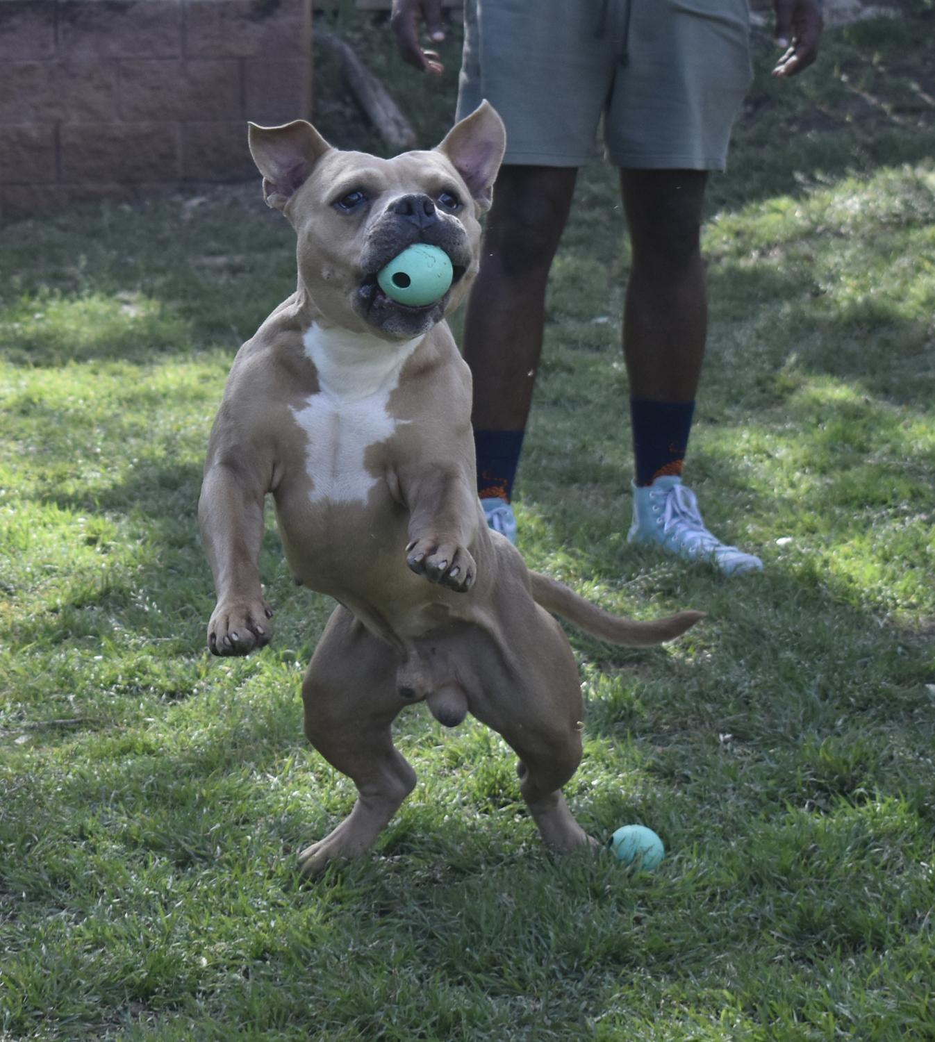 Enlarge Scooby--urgent, an adopted American Bully in Georgetown, TX image 2/5