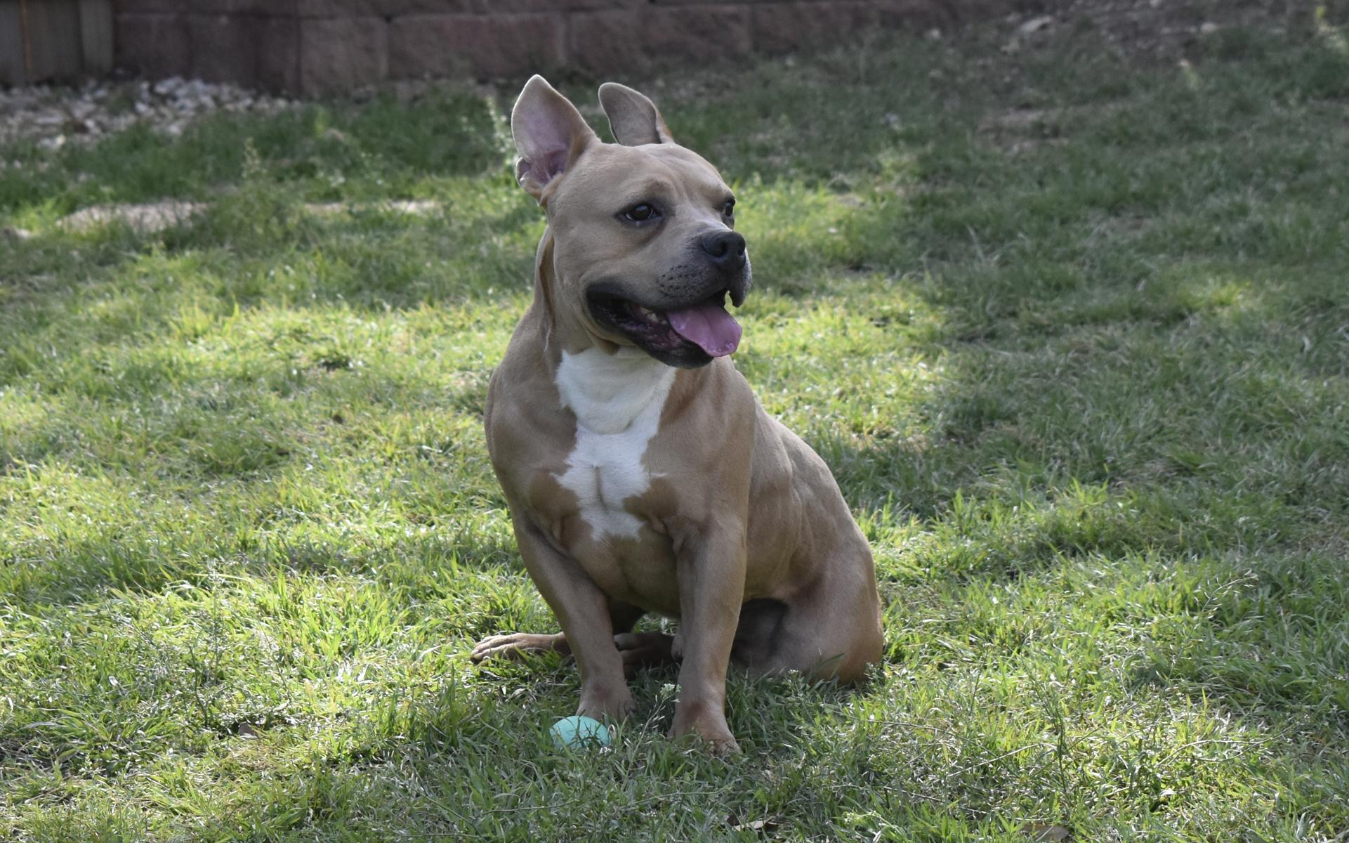 Scooby--urgent, adopted, Adult Male American Bully.