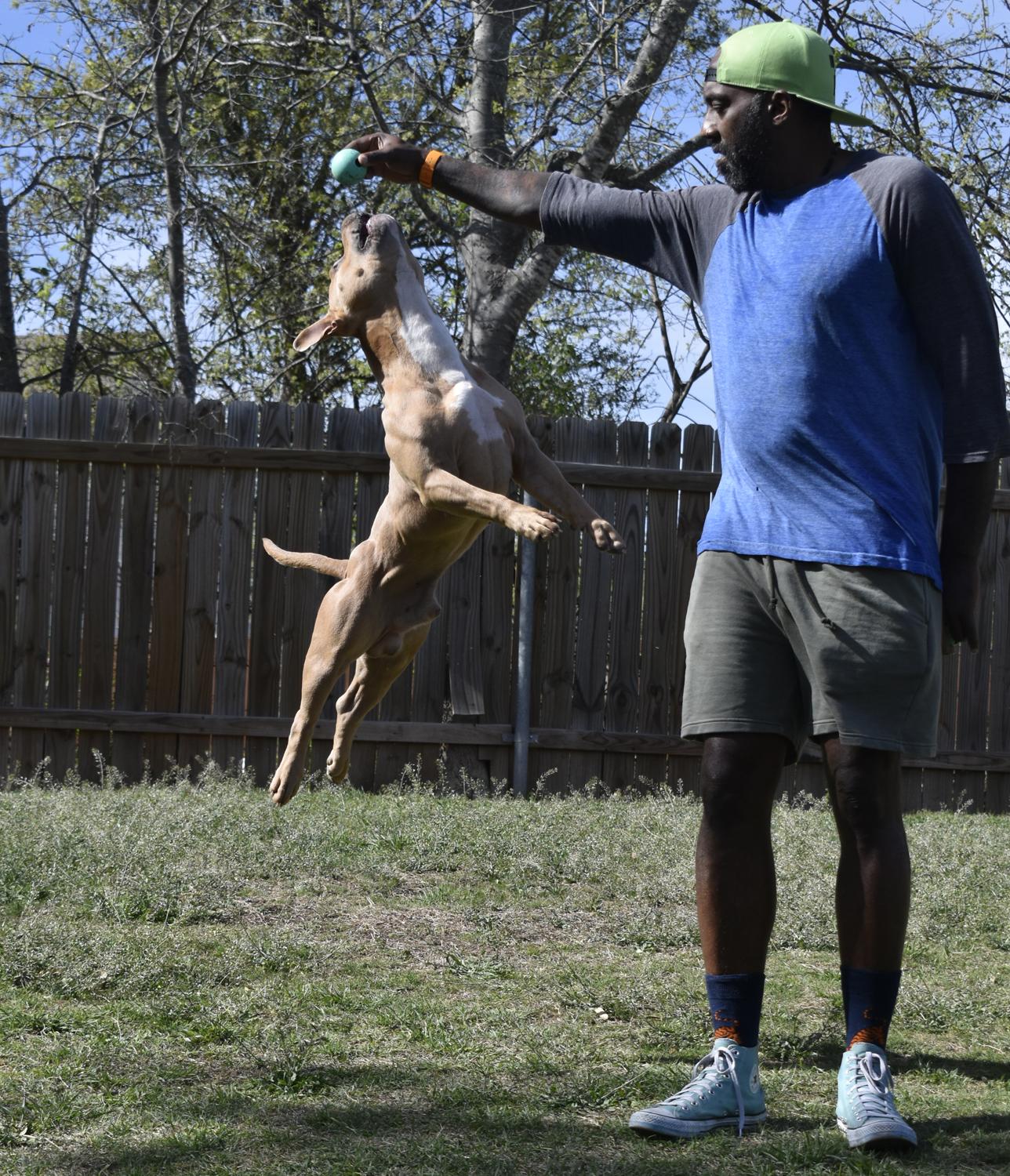 Enlarge Scooby--urgent, an adopted American Bully in Georgetown, TX image 3/5
