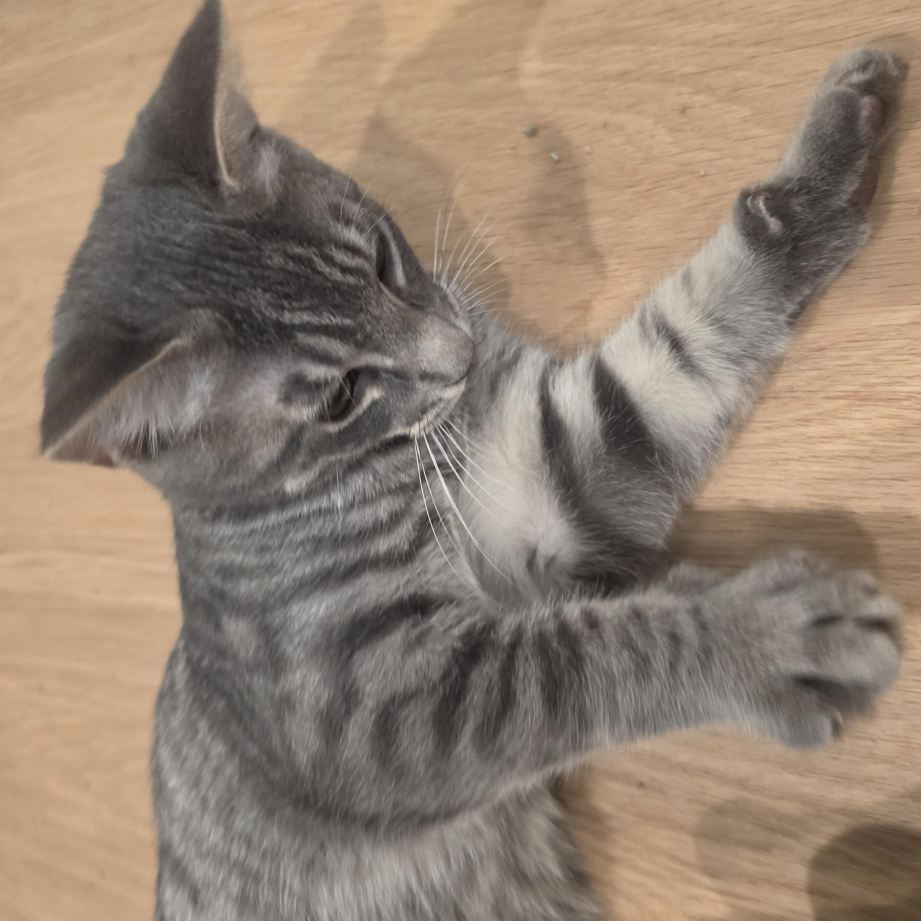 Enlarge Milo, a Adopted Tabby in Lawrenceville, GA image 3/3