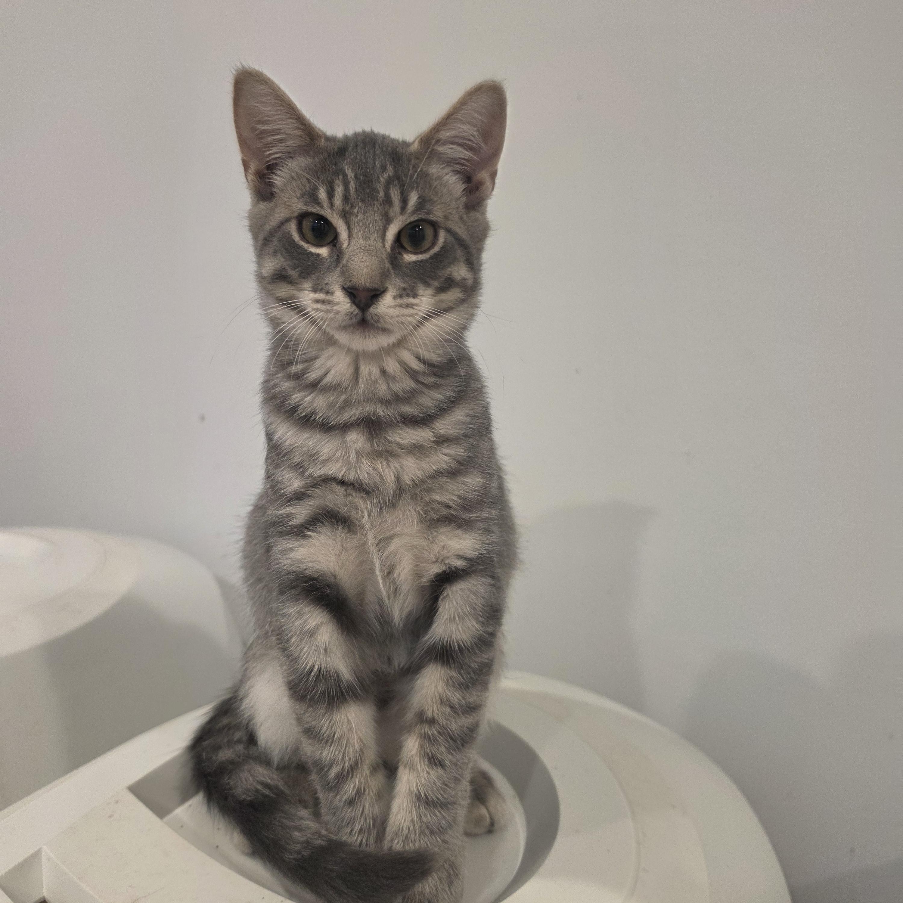 Enlarge Milo, a Adopted Tabby in Lawrenceville, GA image 1/3