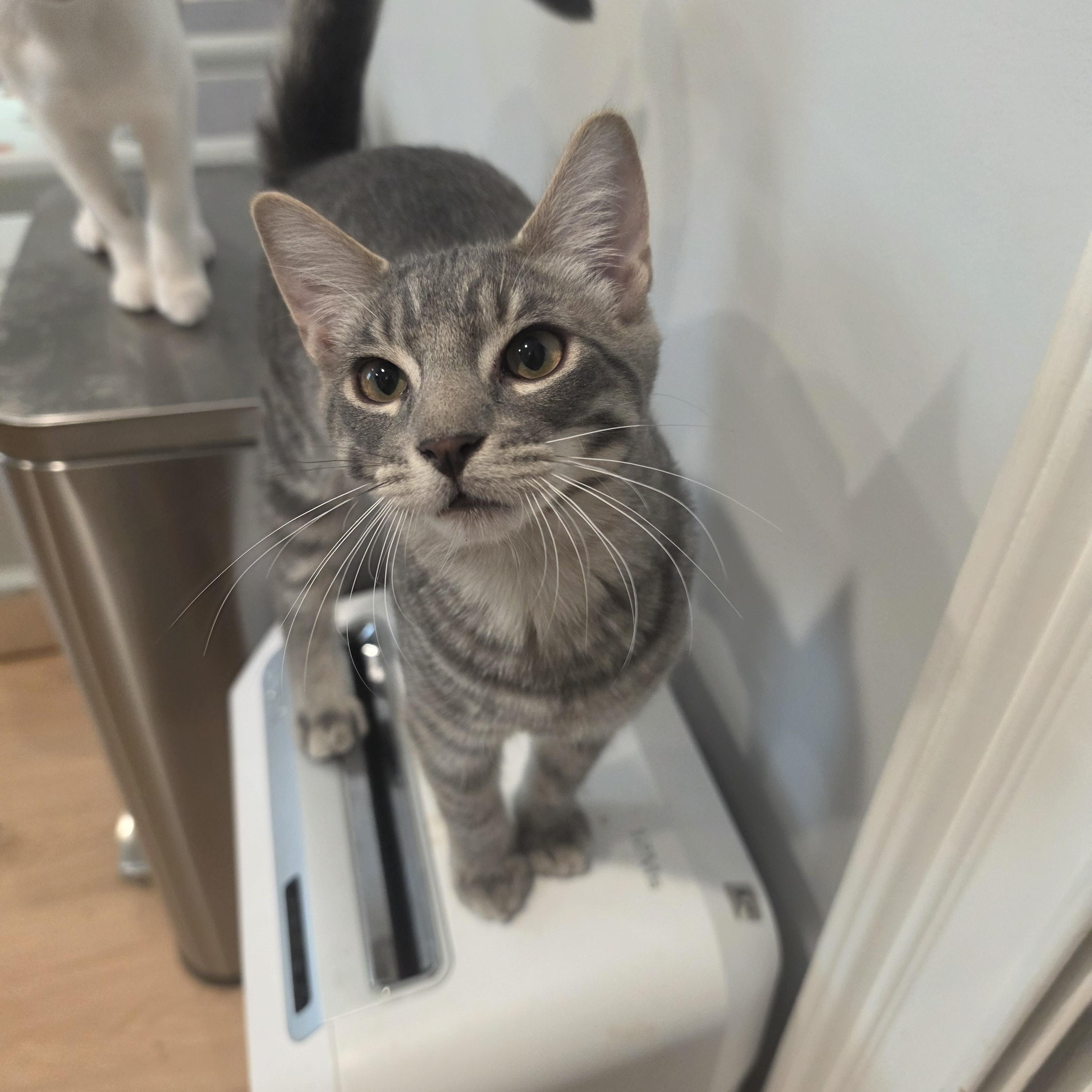 Enlarge Milo, a Adopted Tabby in Lawrenceville, GA image 2/3