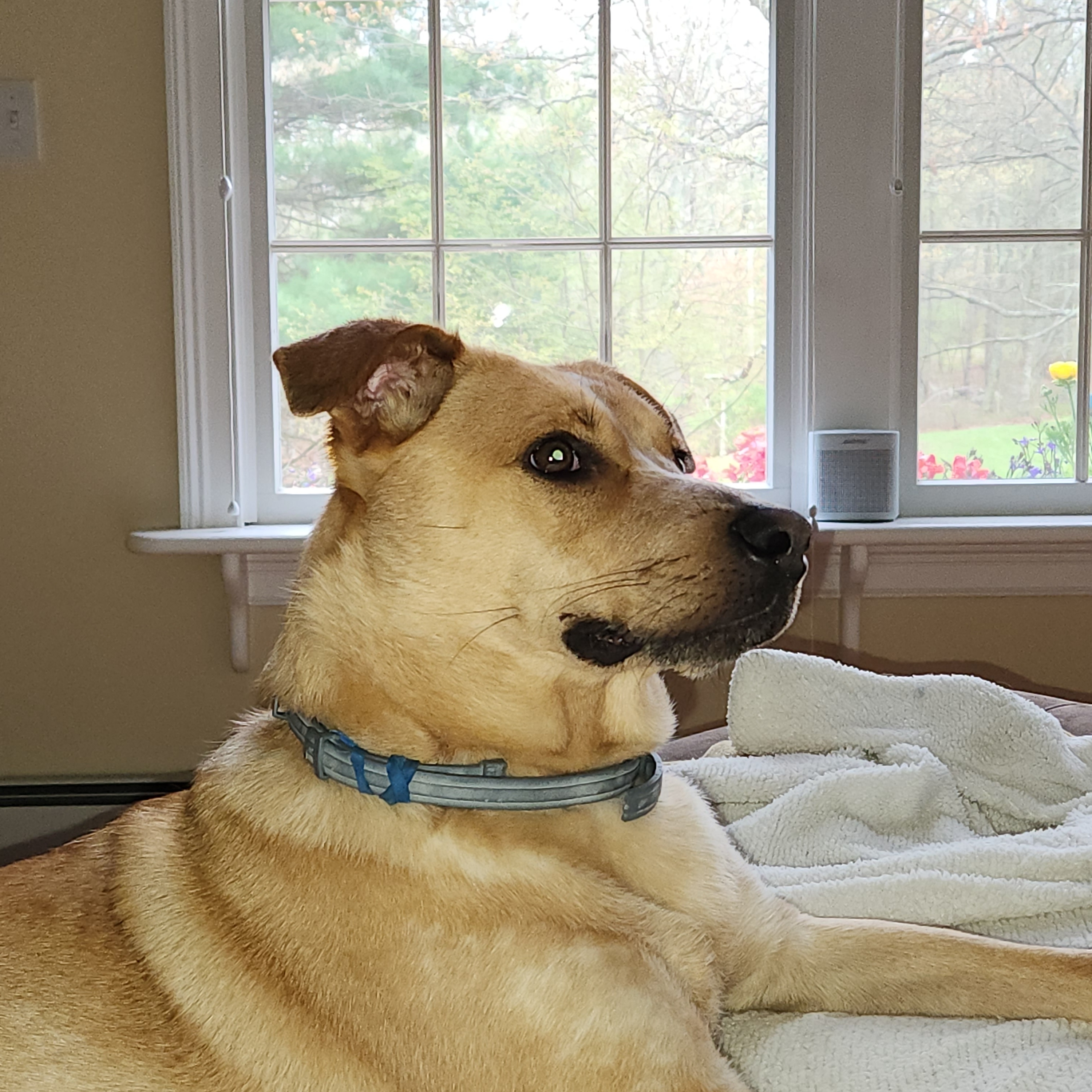 Enlarge Rani - Local Dec 19-21, a Adoptable mixed breed in Beaverton , OR image 4/6