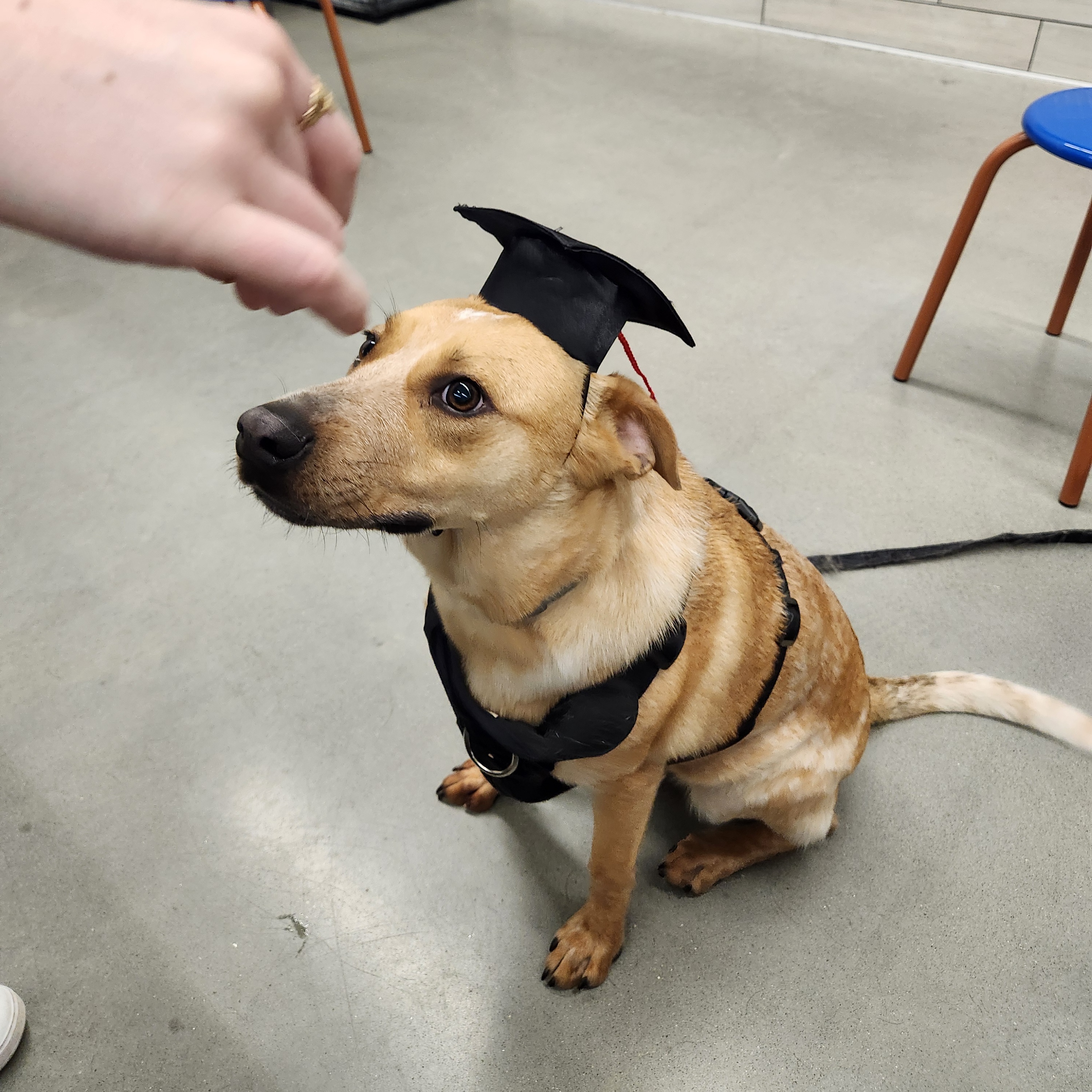 Enlarge Rani - Local Dec 19-21, a Adoptable mixed breed in Beaverton , OR image 1/6