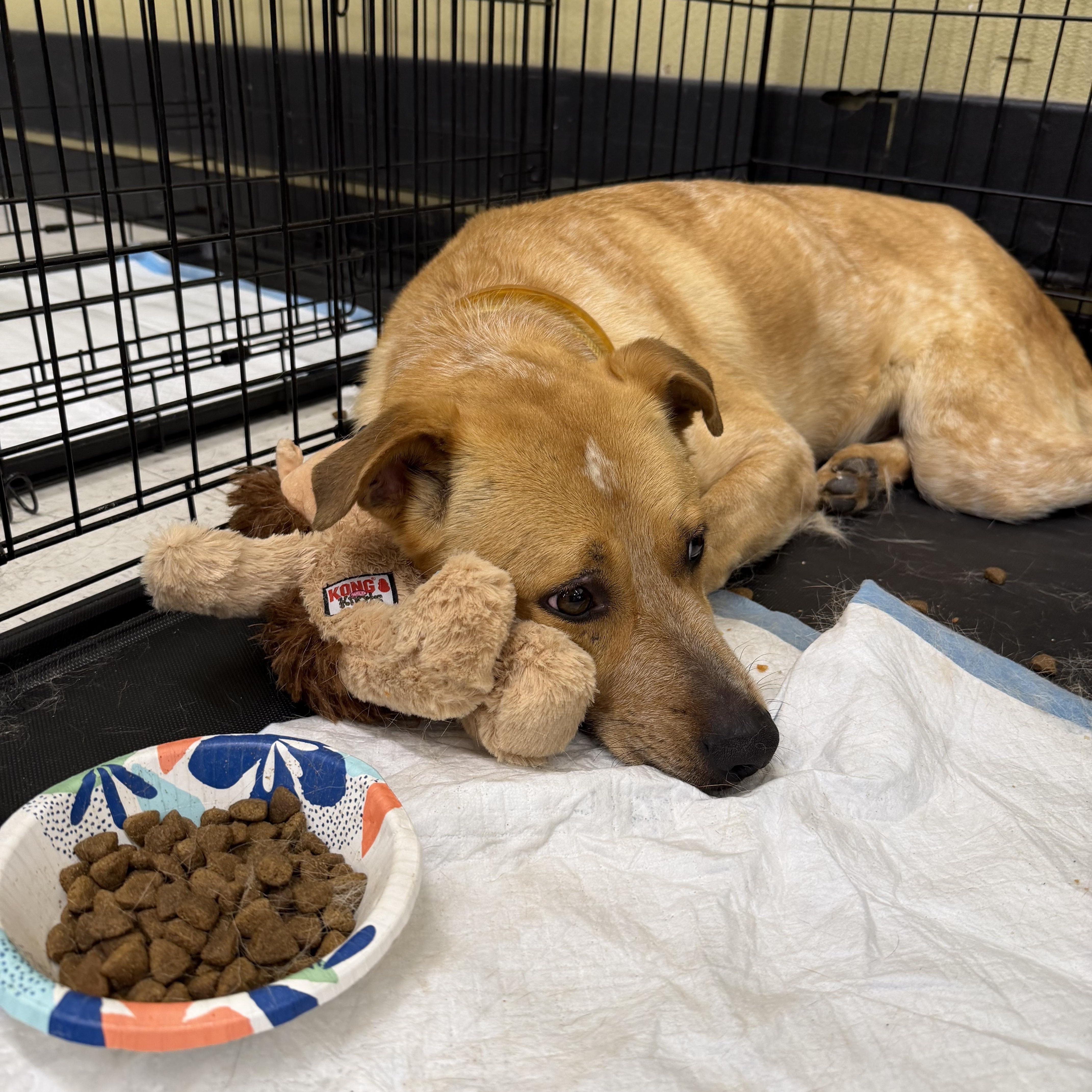 Enlarge Rani - Local April 10-12, an adoptable mixed breed in Westerly, RI image 3/6