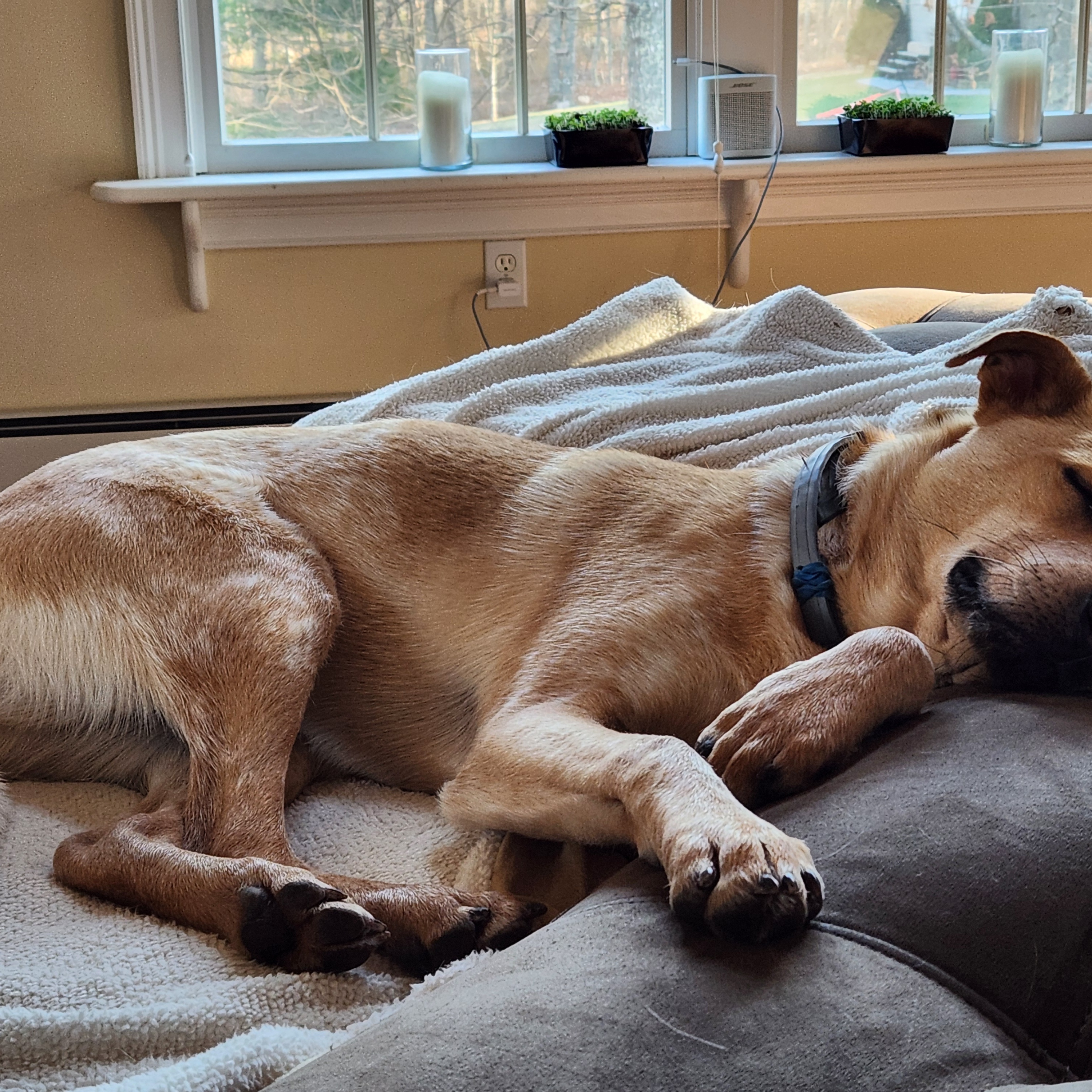 Rani - Local August 29-31, an adoptable Australian Cattle Dog / Blue Heeler in Beaverton , OR, 97005 | Photo Image 5