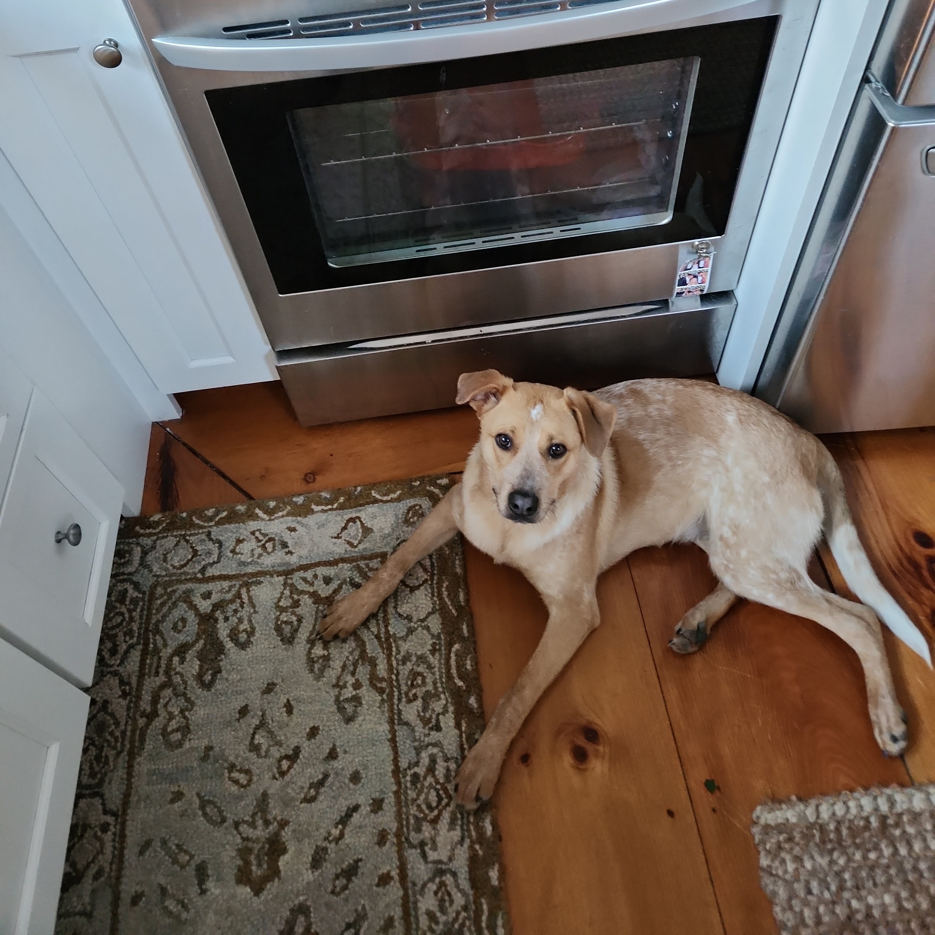 Enlarge Rani - Local Dec 19-21, a Adoptable mixed breed in Beaverton , OR image 3/6