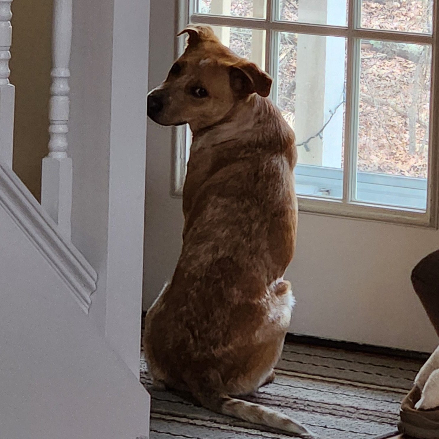 Enlarge Rani - Local Dec 19-21, a Adoptable mixed breed in Beaverton , OR image 5/6