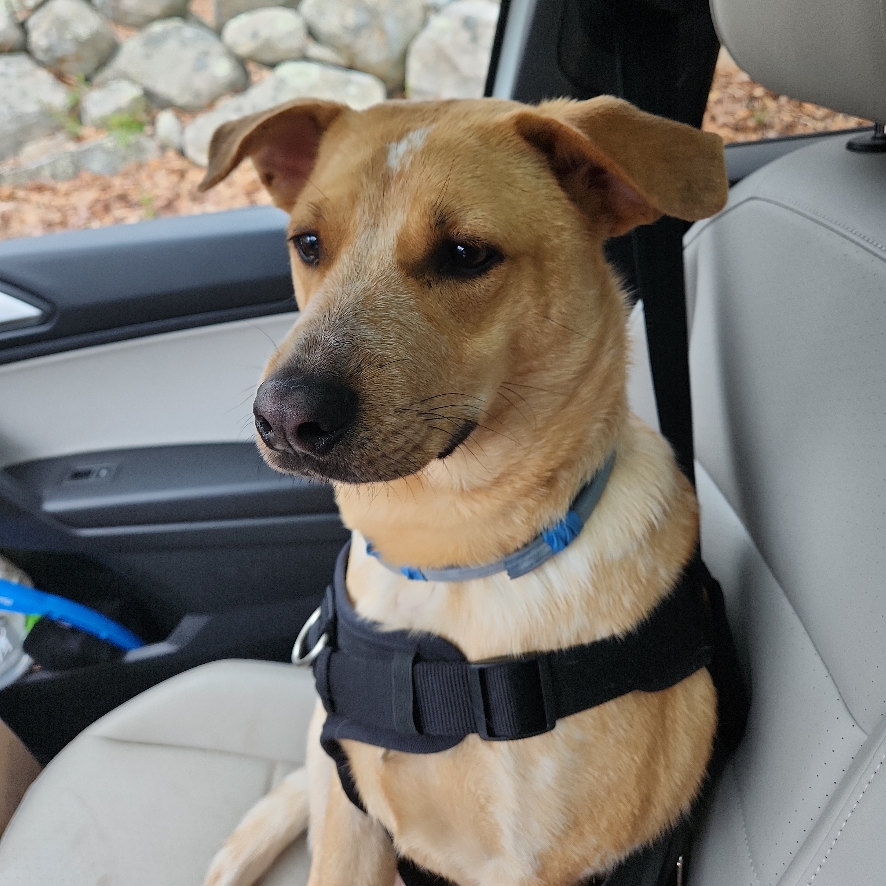 Enlarge Rani - Local Dec 19-21, a Adoptable mixed breed in Beaverton , OR image 2/6