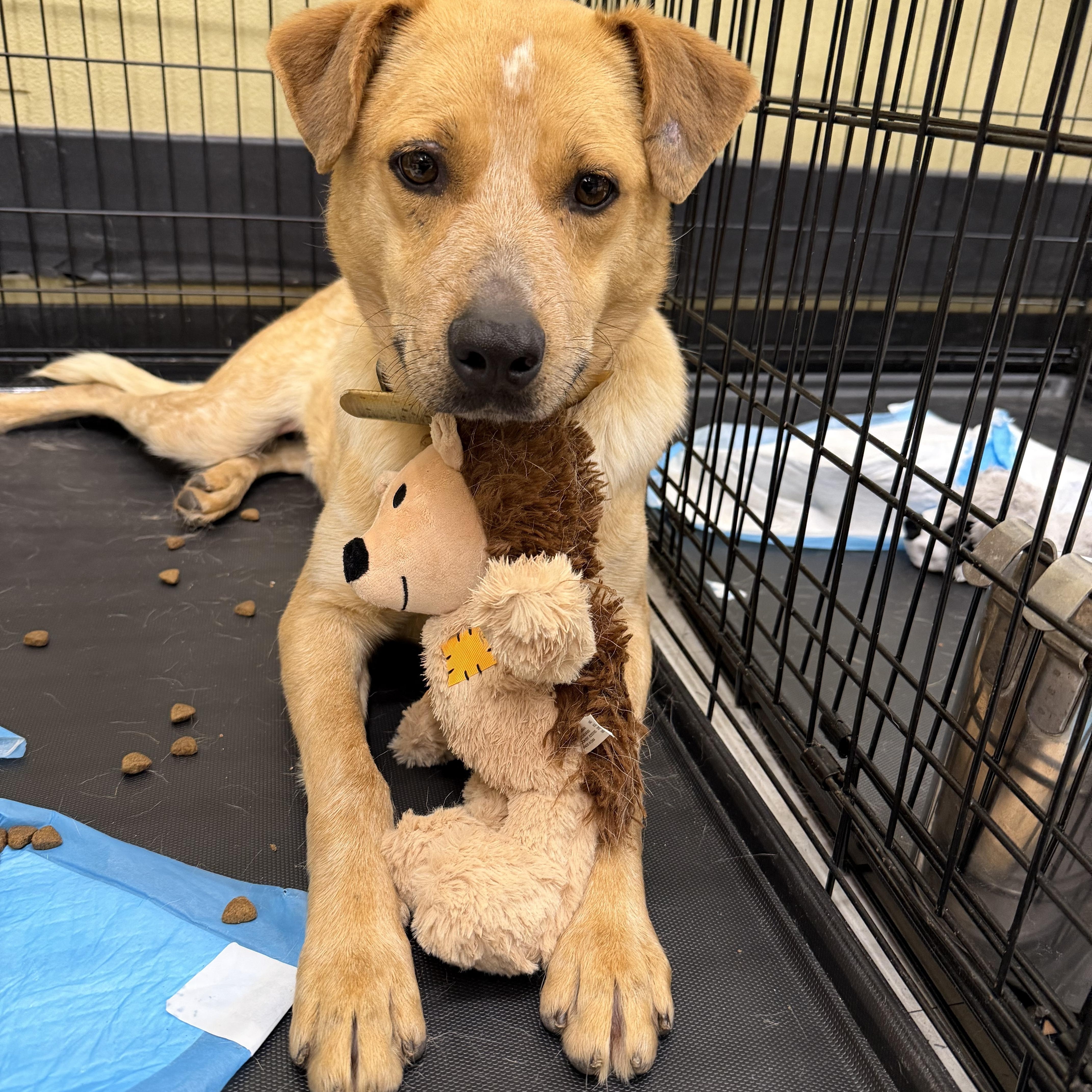 Rani - Local April 10-12, adoptable, Adult Male Australian Cattle Dog / Blue Heeler.