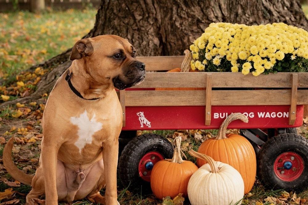 Enlarge Bo Jangles, a Adoptable mixed breed in Xenia, OH image 1/6