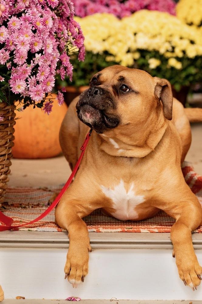 Bo Jangles, Adoptable, Adult Male Boxer.