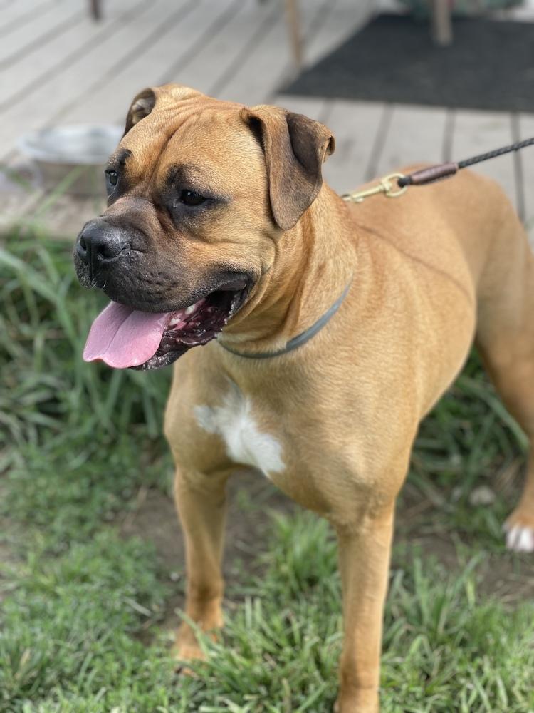 Enlarge Bo Jangles, a Adoptable mixed breed in Xenia, OH image 2/6