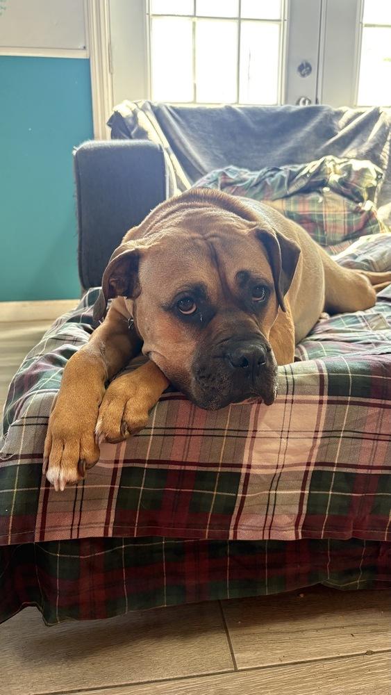 Enlarge Bo Jangles, a Adoptable mixed breed in Xenia, OH image 4/6